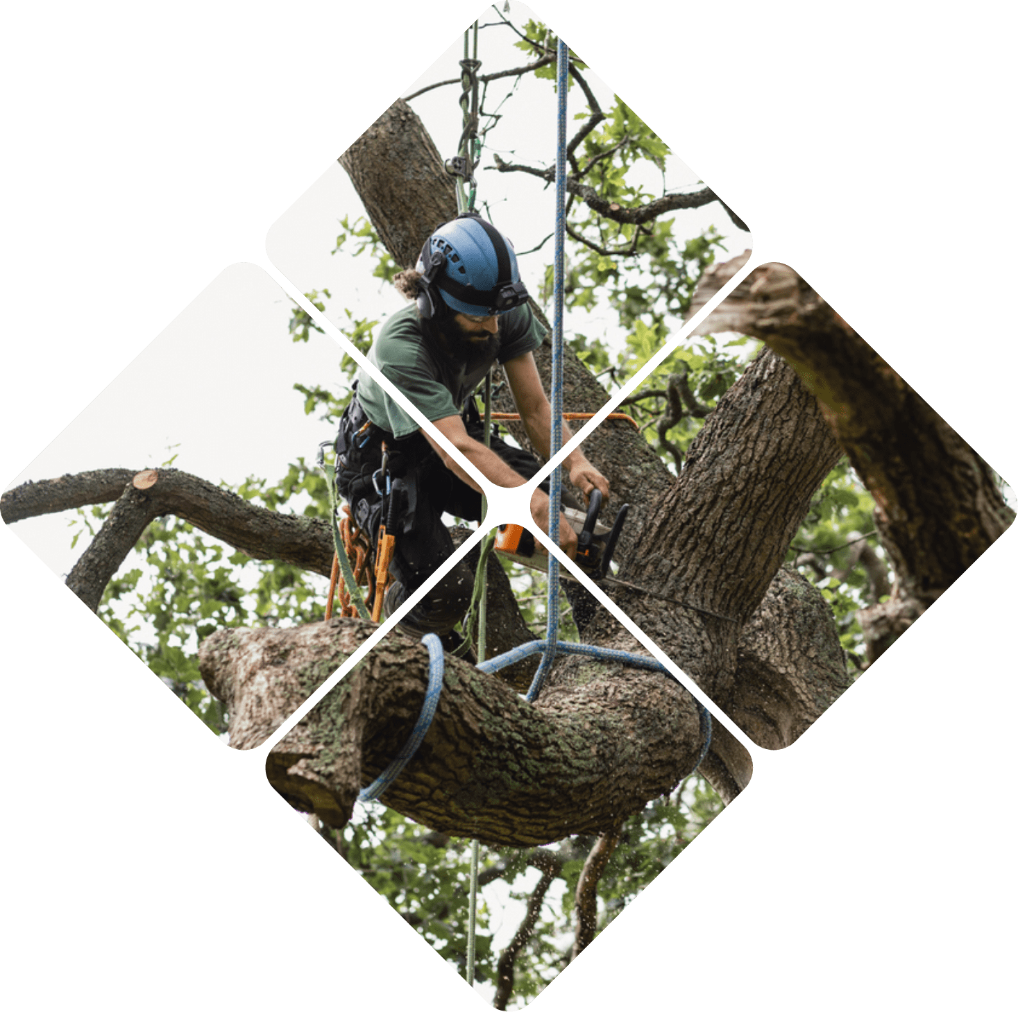 Tree Tools USA | Arborist Tools | Micro pulley tree climbing